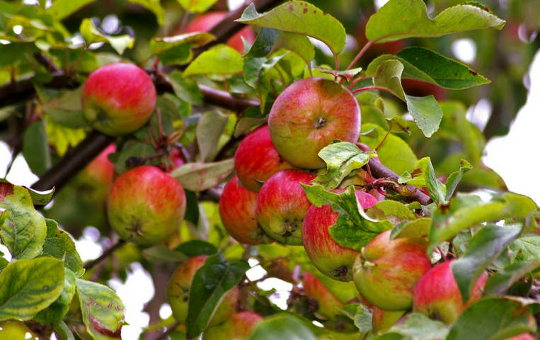 apple tree